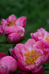 Obraz na płótnie Canvas Wild Mudan Pink Peonies. Beautiful Bright Flowers