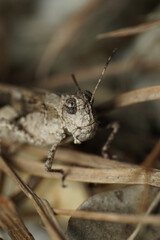 Close up shot of Eye Schistocerca nitens or gray bird grasshopper