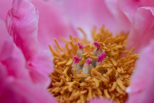 Anatomy of Wild Mudan Pink Peonies. Beautiful Flowers