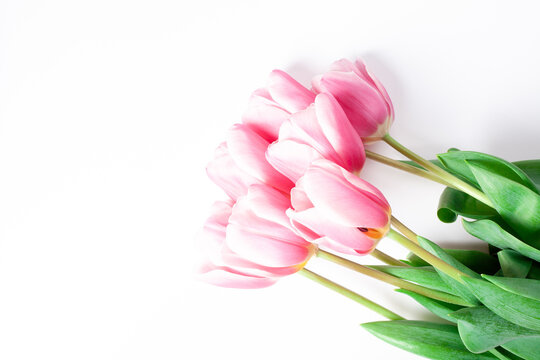 Spring flower pink tulips bouquet isolated on white