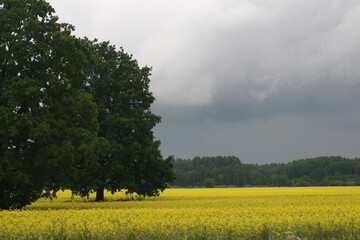 rapeseed field in spring