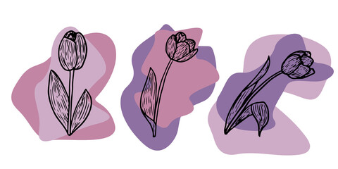  Tulip contour drawing. Minimal art flower on geometric shapes backgroud. Modern black and white illustration. 