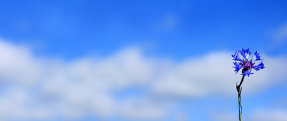 one blue cornflower against the sky with clouds. landscape with medicinal herbs