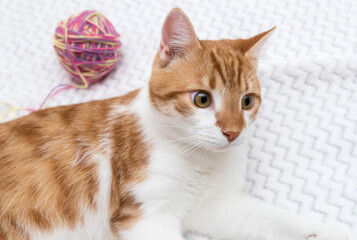 A red and white cat is lying on the bed. next to it a ball of thread. Postcard, wallpaper, notepad. Soft focus. Close up.