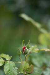 Red Rose Bud in the Garden. Background for text
