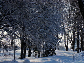 trees in winter