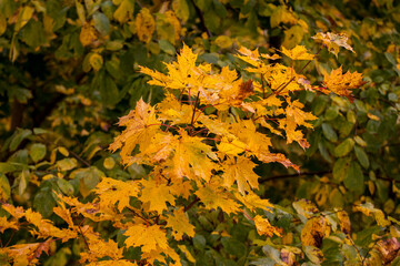 autumn leaves background