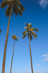 Palm trees at at Ala Moana Beach Park Oahu island Hawaii | Plants Nature Landscape Travel