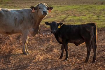 Cow and calf checking me out