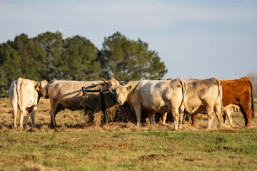 Group of commercial cows around a round hay bale ring