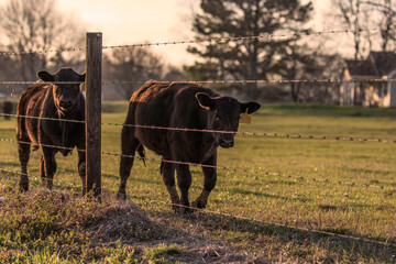 Two Angus heifers along a barbed wire fenceline