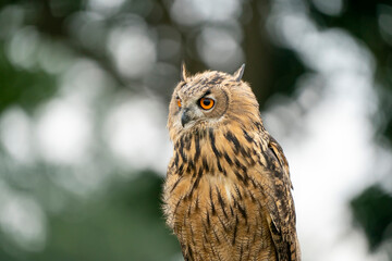 Eurasian Eagle Owl head, Bubo bubo, a large species of Eagle Owl. Sit in a tree, red eyes staring at you. One of the largest species of owls