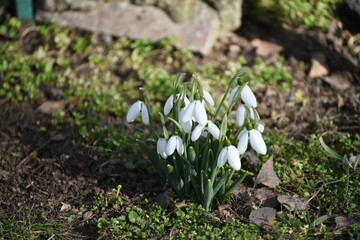 Close-up snowdrops in spring,photo