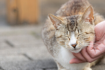 Fototapeta premium 猫が好き キジトラ猫
