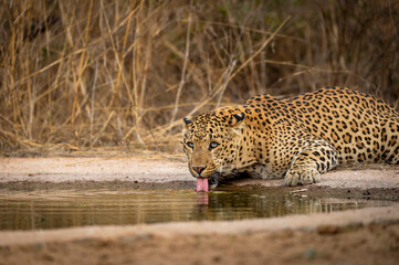 Fototapeta na wymiar Indian wild male leopard or panther portrait quenching thirst or drinking water from waterhole with eye contact during safari at jhalana forest reserve jaipur rajasthan india - panthera pardus fusca