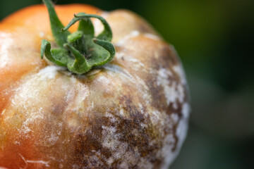 Late Blight Disease (Phytophthora infestans) on Red Tomato. Garden disaster