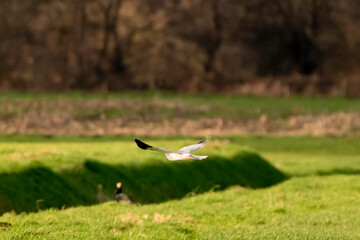 A hawk comes flying in a beautiful green landscape. Out of focus a cormorant on the waterfront in the grass. Selective focus