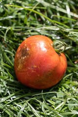 Late Blight Disease (Phytophthora infestans) on Red Tomato