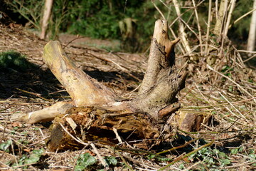 Totholz, alter, knorriger Baumstumpf, Deutschland, Europa