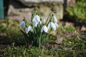Close-up snowdrops in spring,photo