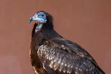 An immature or juvenile brown Egyptian vulture (Neophron percnopterus), also called the white scavenger vulture or pharaoh's chicken very close up.