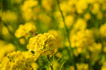 大きい花粉だんごを付けたミツバチが花の蜜を集める様子