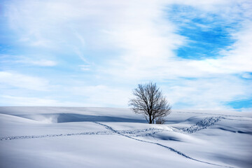 Fototapeta na wymiar Snowy landscape with a lonely bare tree on blue sky with clouds. Lessinia Plateau (Altopiano della Lessinia), Regional Natural Park, Verona Province, Veneto, Italy, Europe.