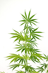 Cannabis seedlings are cultivated and used to extract cannabis oil to aid in the treatment of certain diseases in which patients cannot be treated with drugs.