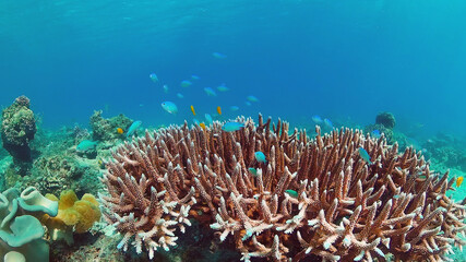 Fototapeta na wymiar Underwater Scene Coral Reef. Tropical underwater sea fishes. Panglao, Bohol, Philippines.