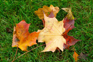 Ahornblätter mit Wassertropfen und Herbstfärbung