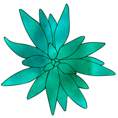 Echeveria succulent illustration, watercolor effect. Drawn by hands. Bright green color, black outline, object on white