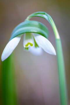 Macro de un galanto o campanilla de invierno (Galanthus nivalis), Pirineo catal&aacute;n, Girona, Catalunya, Espa&ntilde;a. 