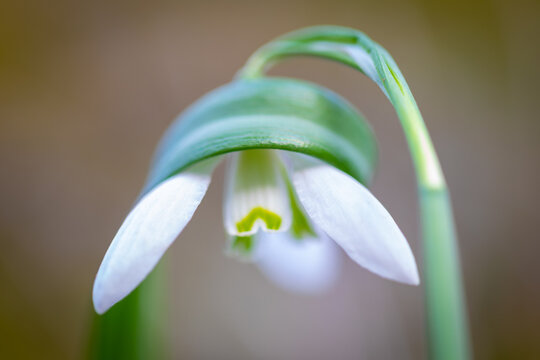 Macro de un galanto o campanilla de invierno (Galanthus nivalis), Pirineo catal&aacute;n, Girona, Catalunya, Espa&ntilde;a. 