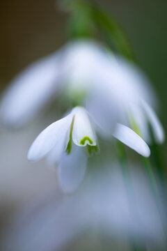 Macro de un galanto o campanilla de invierno (Galanthus nivalis), Pirineo catal&aacute;n, Girona, Catalunya, Espa&ntilde;a. 