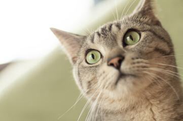 見つめる猫　サバトラ猫