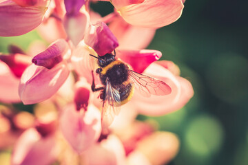 Bee gathering nectar from a flower in the garden