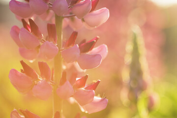 Lupin flower in the garden at the Sunset.