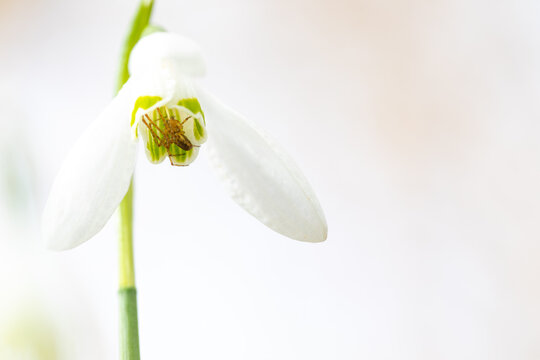Macro de un galanto o campanilla de invierno (Galanthus nivalis) con una ara&ntilde;a, Pirineo catal&aacute;n, Girona, Catalunya, Espa&ntilde;a. 