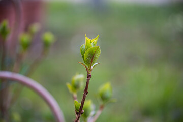 Plant bloomin in the sun