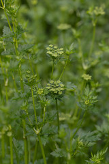 Garden Parsley. Flowering Parsley Plants in the Garden