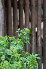 Garden Parsley. Flowering Parsley Plants in the Garden