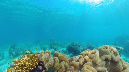 Naklejka na ściany i meble Underwater Scene Coral Reef. Tropical underwater sea fishes. Panglao, Bohol, Philippines.