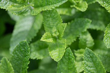 Green Peppermint Field. Mentha balsamea Mint