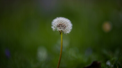 dandelion in the grass