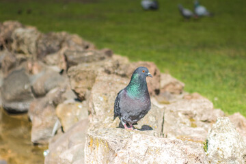 Grey Pigeon on rocks. City birds