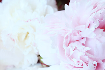 Obraz na płótnie Canvas pink and white soft peony flowers close up