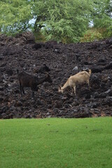 雨の後、ハワイ島のホテルの庭に現れた野生動物