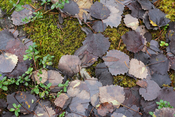Dark fallen leaves in the forest. The end of autumn