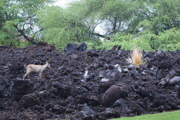 雨の後、ハワイ島のホテルの庭に現れた野生動物