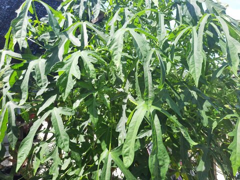 Hibiscus Abelmoschus Manihot Close-up Photo Of An Epidemic Vegetable Crop In North Sulawesi